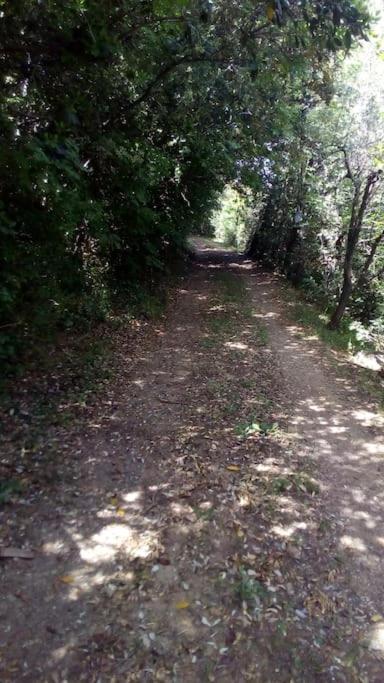 Casa Belvedere -Tranquillita Tra Bosco E Ulivi- Riparbella Exteriér fotografie