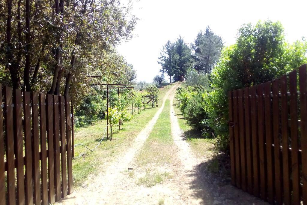 Casa Belvedere -Tranquillita Tra Bosco E Ulivi- Riparbella Exteriér fotografie