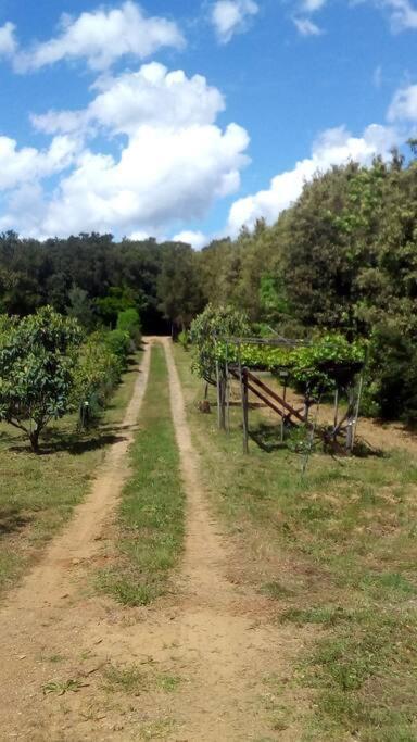 Casa Belvedere -Tranquillita Tra Bosco E Ulivi- Riparbella Exteriér fotografie